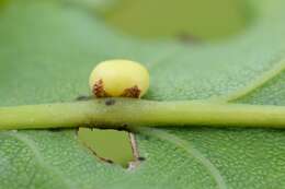 Image of Oyster Gall Wasp