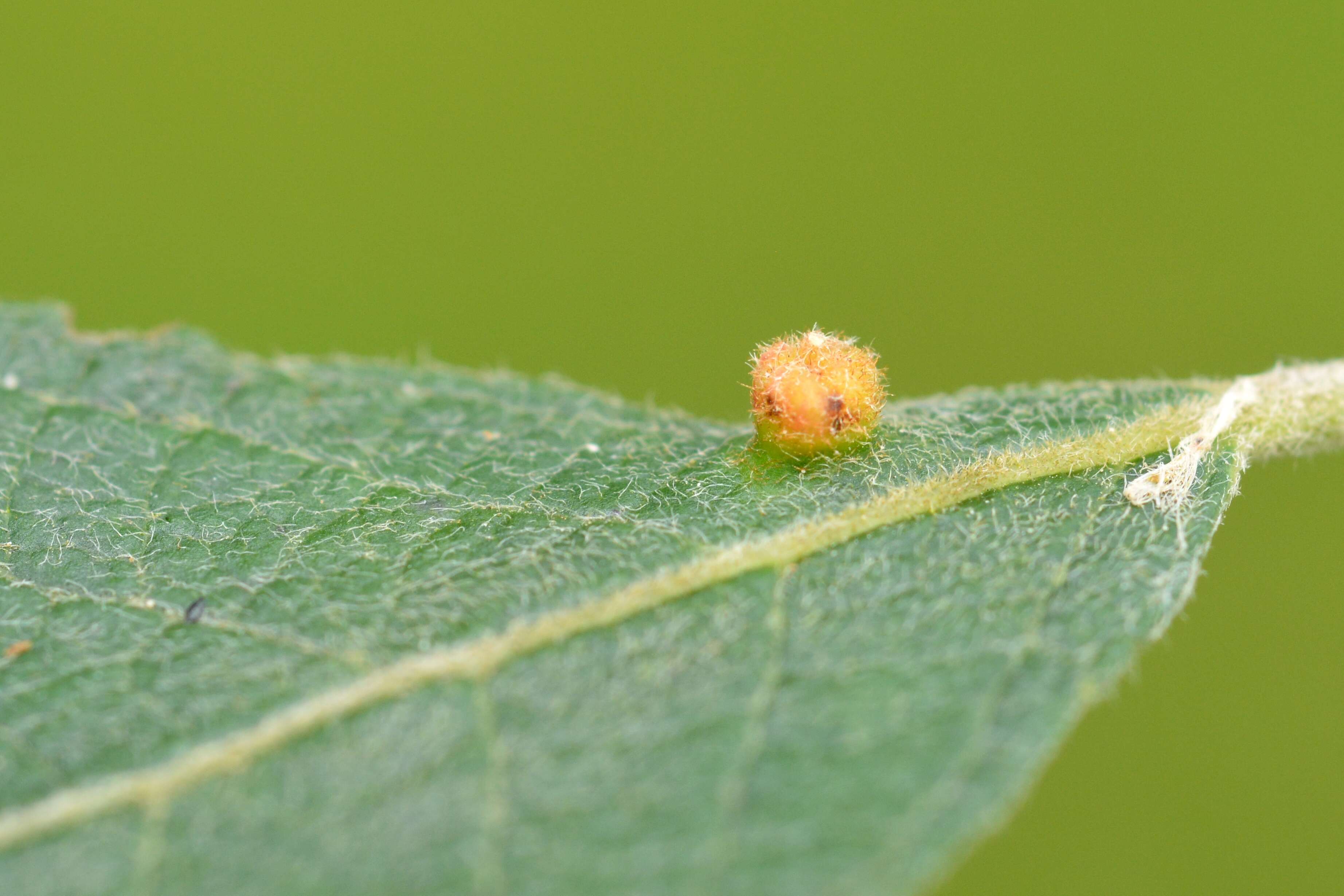 Image of Aculus laevis