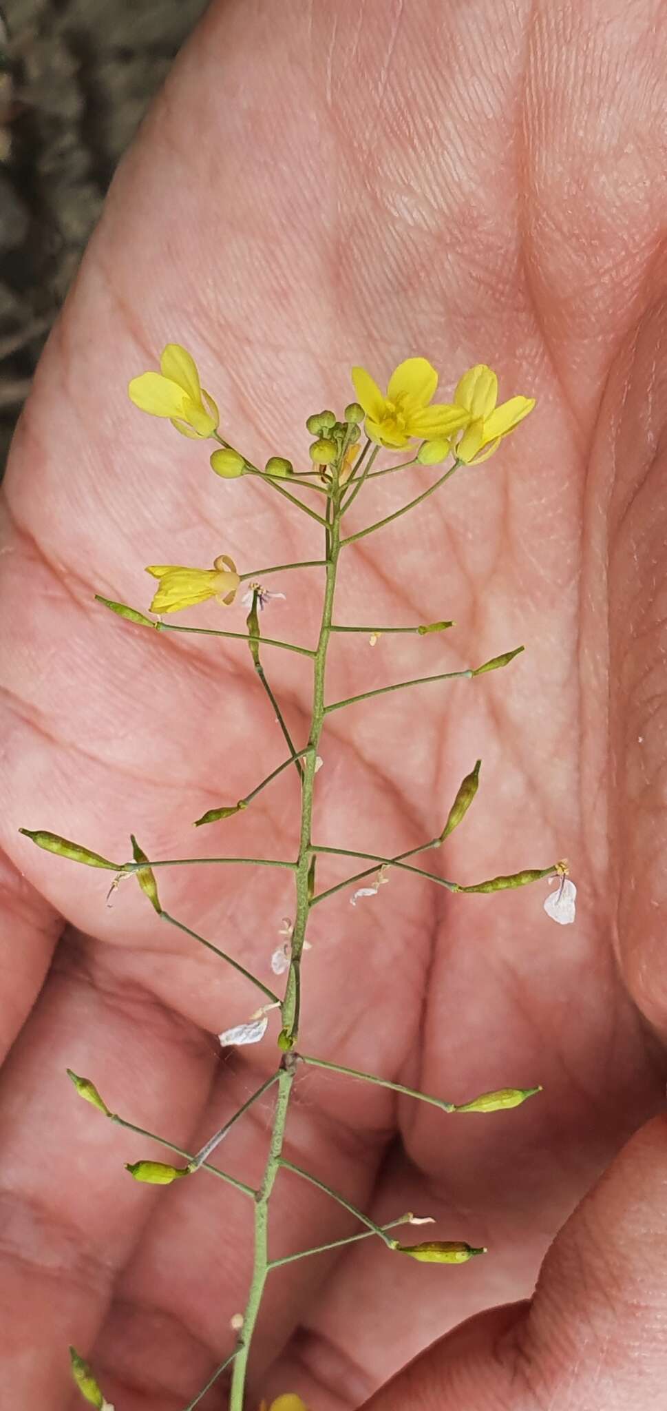 Image of Brassica souliei subsp. amplexicaulis (Desf.) Greuter & Burdet