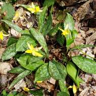 Image of dogtooth violet