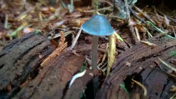 Image of Mycena amicta (Fr.) Quél. 1872