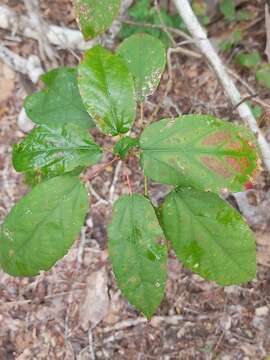 Image de Alchornea laxiflora (Benth.) Pax & K. Hoffm.