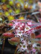 Image of Monterey spineflower