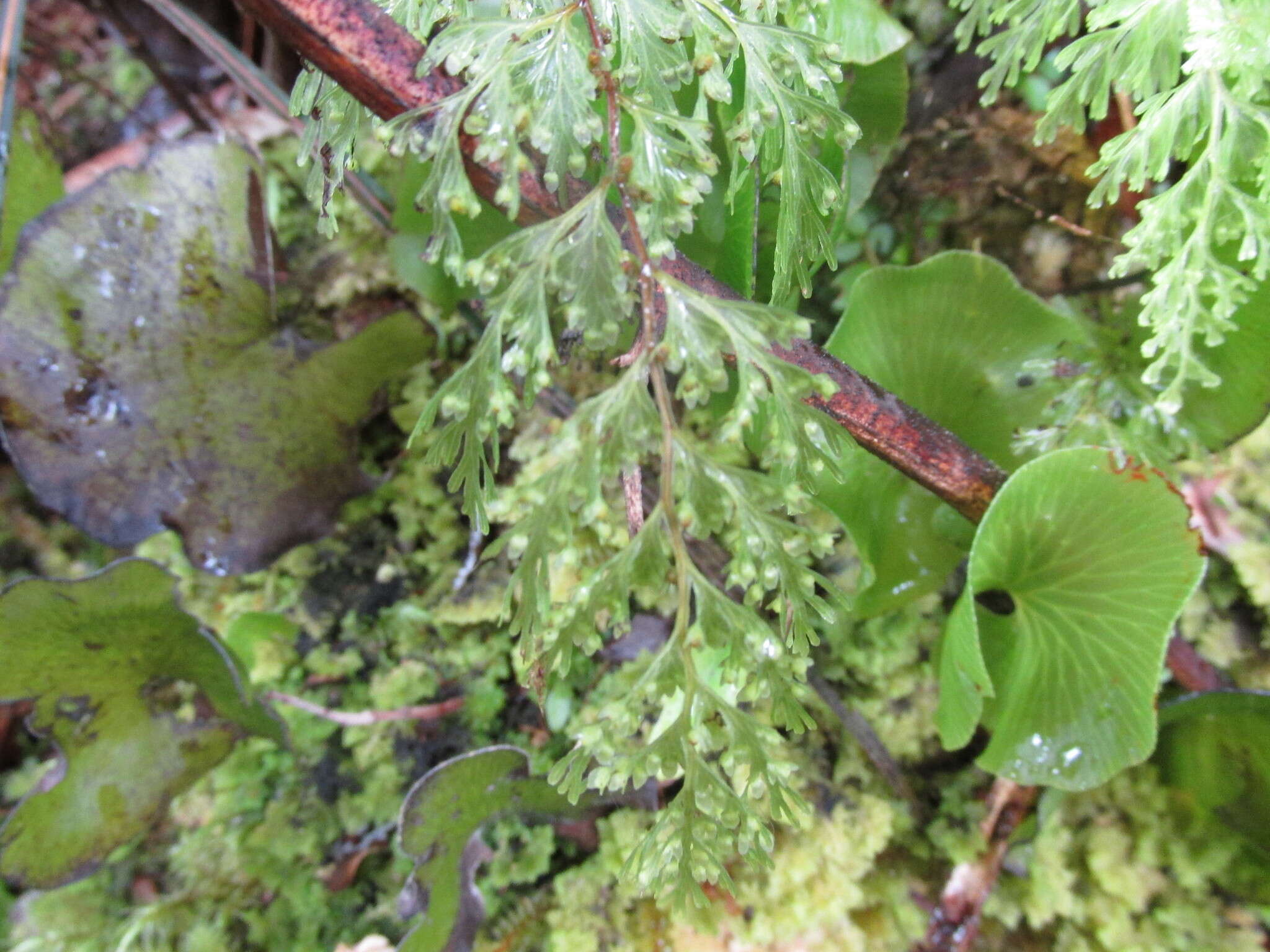 Image of Hymenophyllum demissum (G. Forst.) Sw.