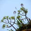 Image of Aeonium arboreum subsp. korneliuslemsii (H. Y. Liu) Dobignard