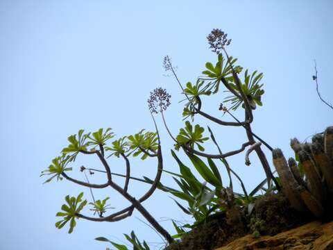 Image of Aeonium arboreum subsp. korneliuslemsii (H. Y. Liu) Dobignard