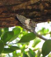 Imagem de Charaxes castor flavifasciatus Butler 1895