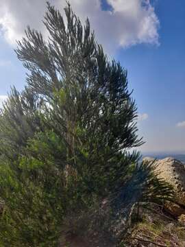 صورة Melaleuca armillaris subsp. armillaris