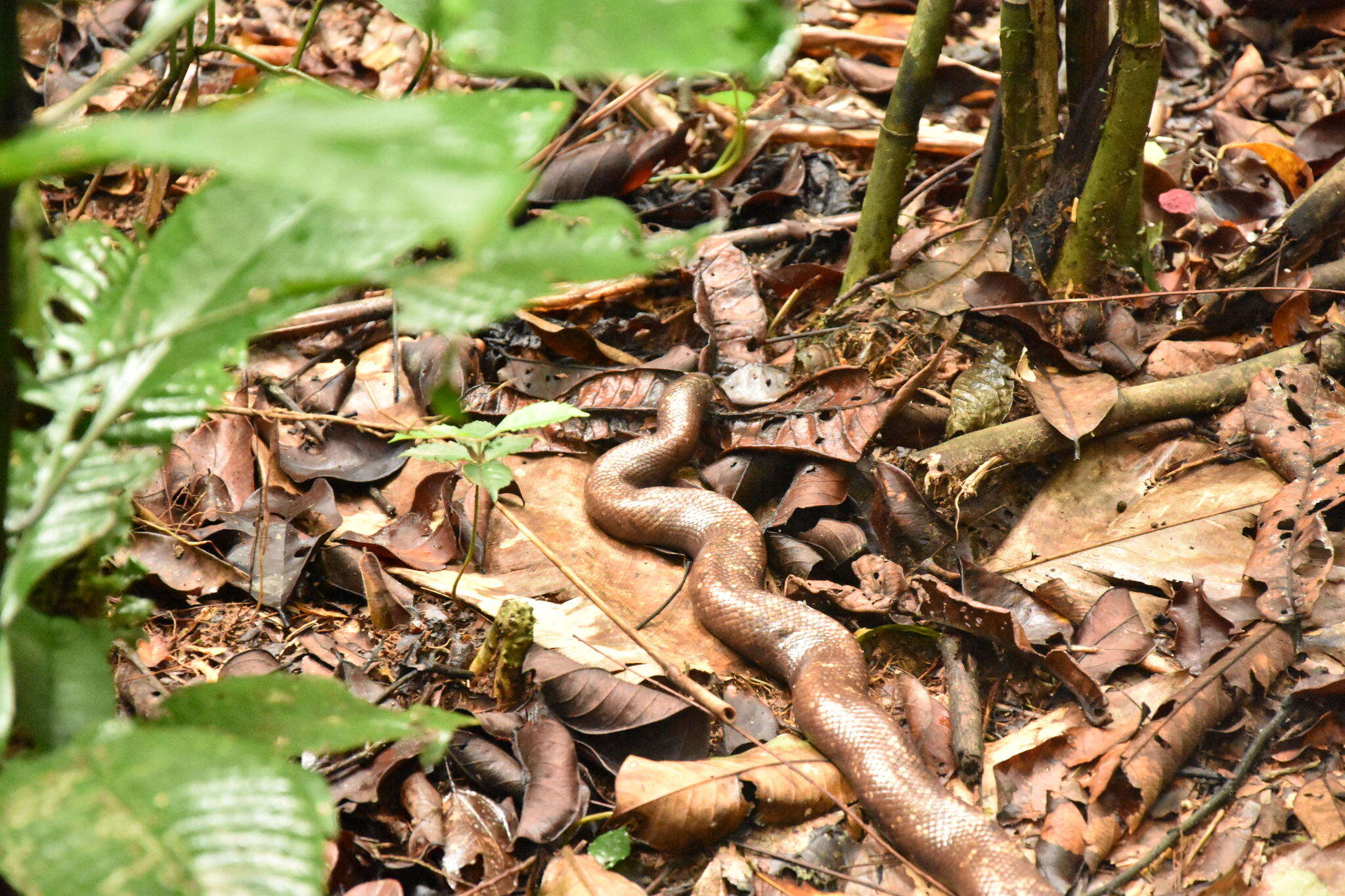 Image of African burrowing python