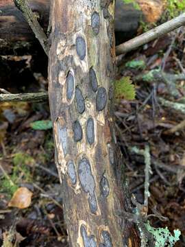 صورة Biscogniauxia bartholomaei (Peck) Lar. N. Vassiljeva 1988