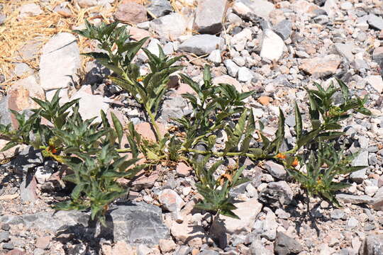 Image de Solanum corymbosum Jacq.