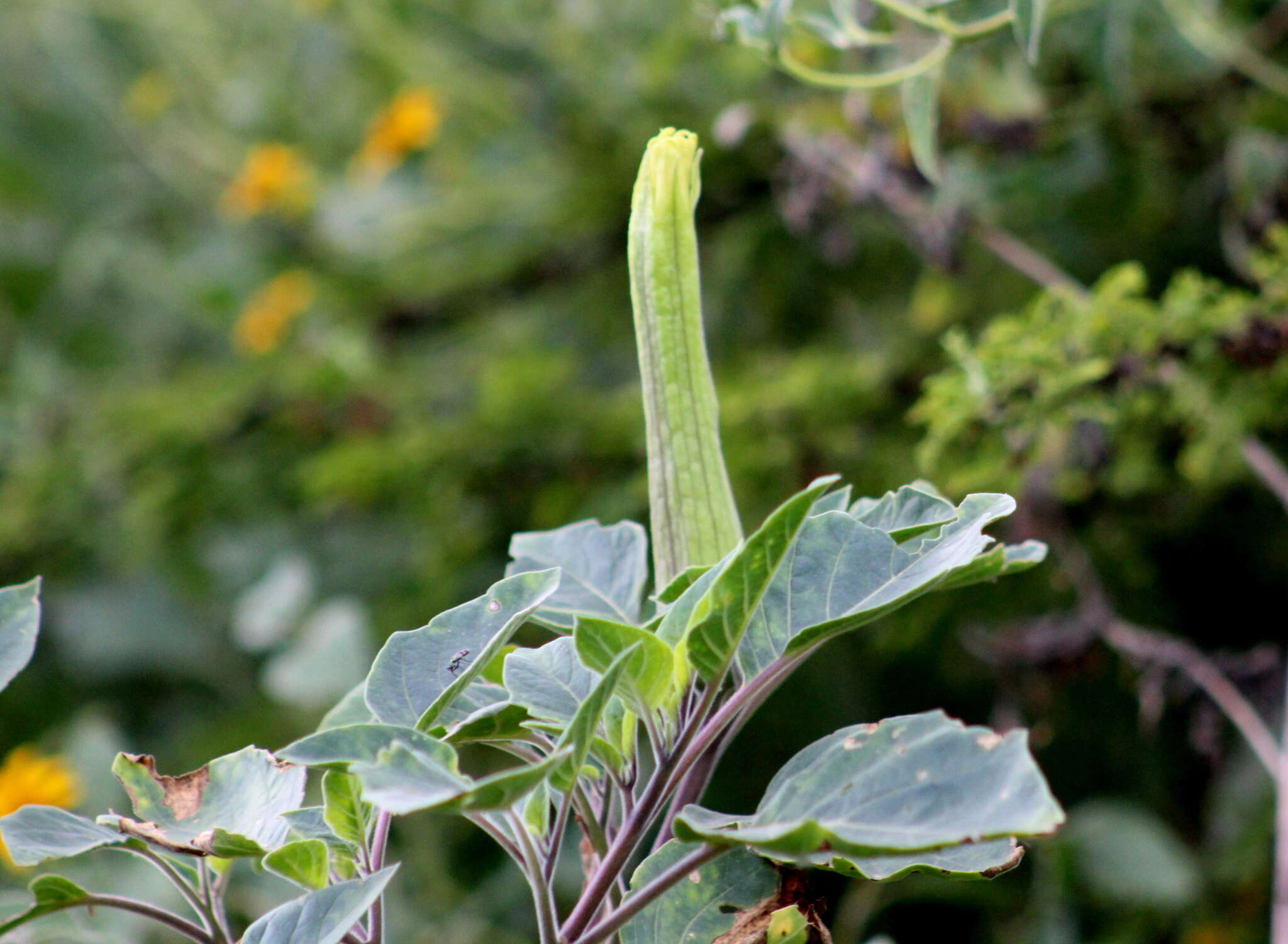 Image of Datura innoxia P. Miller