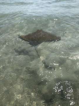 Image of Cownose rays and Flapnose rays