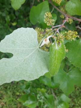 Image of mustang grape