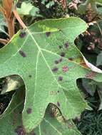 صورة Cercospora hydrangeae Ellis & Everh. 1892