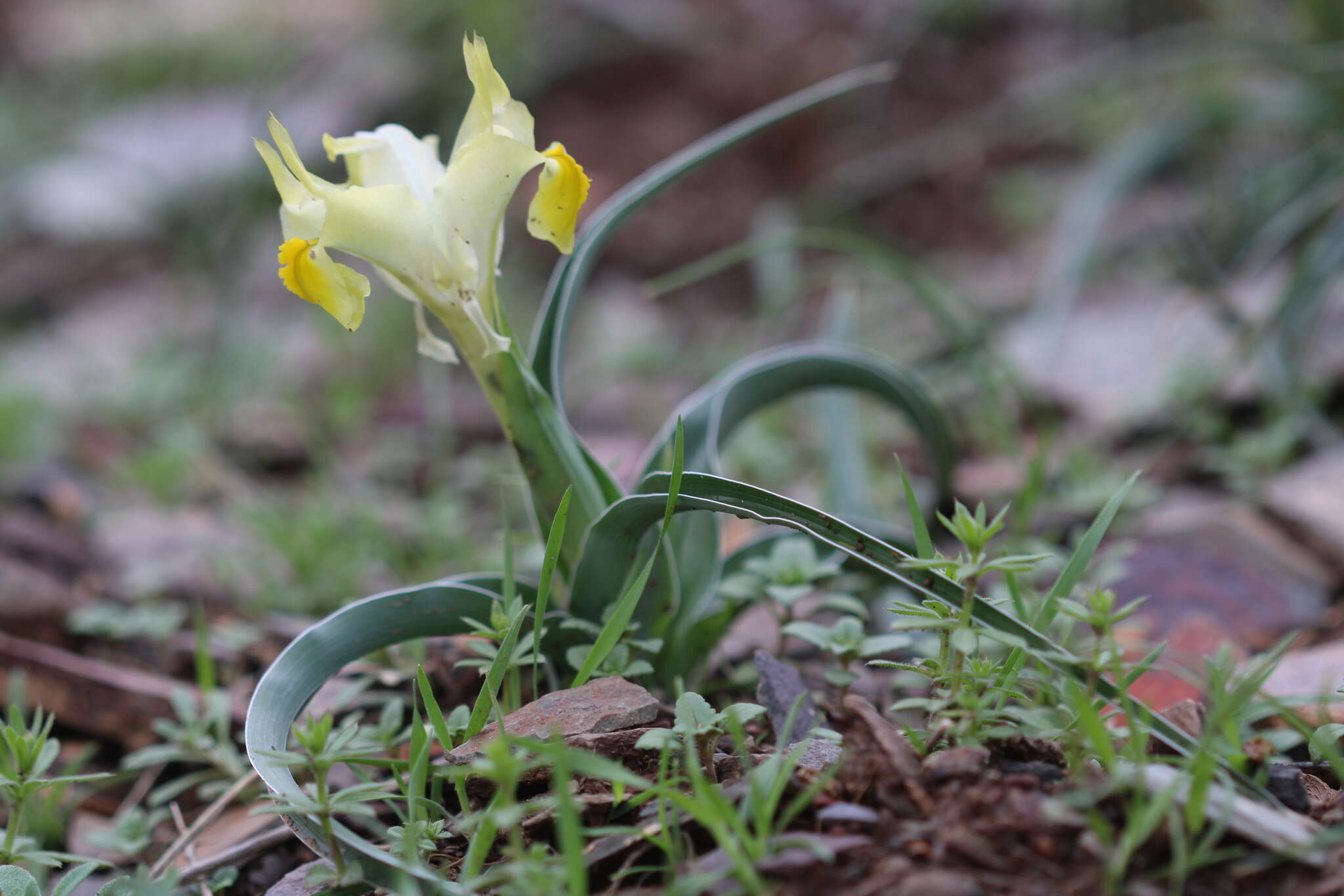 Image of Iris maracandica (Vved.) Wendelbo