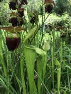 Image of Mountain Sweet Pitcherplant