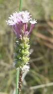 Image of Few-flowered Milkwort