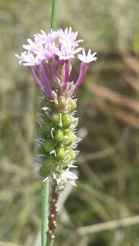 Image de Polygala incarnata L.