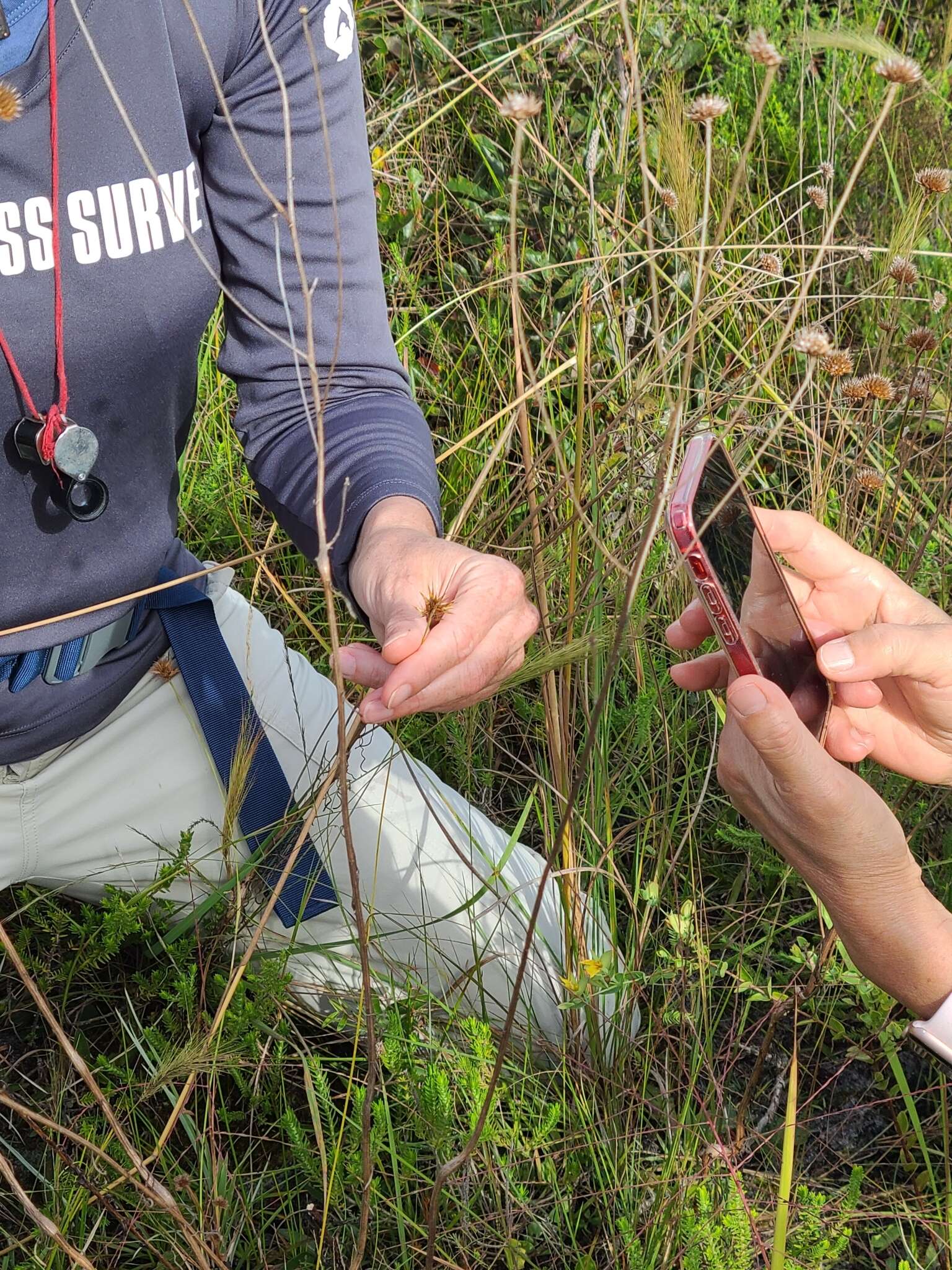 Image of Manatee Beak Sedge