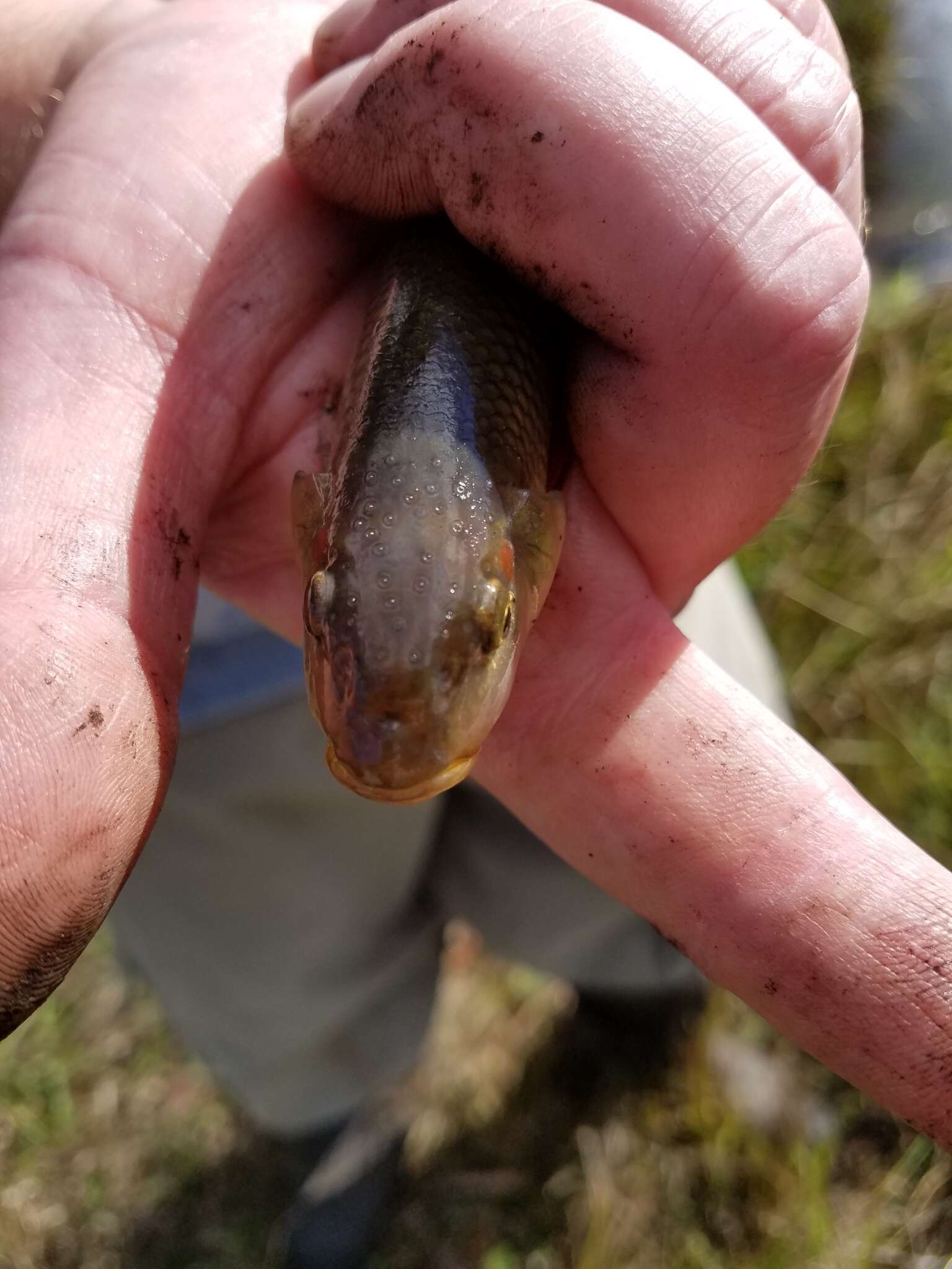 Image of Hornyhead Chub