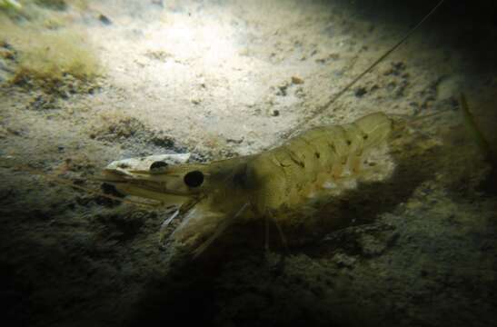 Image of western king prawn