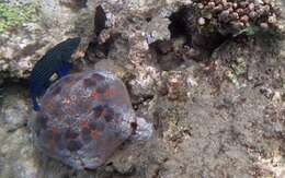 Image of Blue-lined Rock Cod