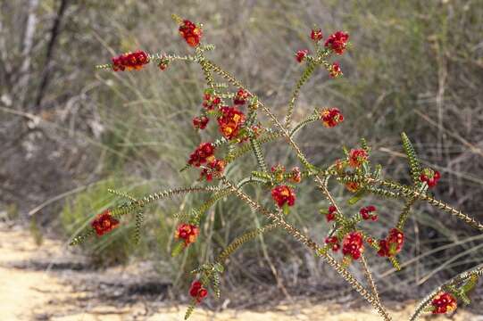 Verticordia dichroma A. S. George resmi