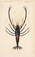 Image of bigclaw river shrimp