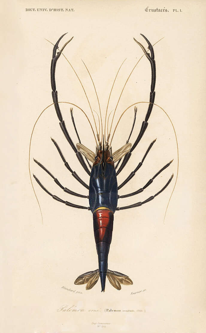 Image of bigclaw river shrimp