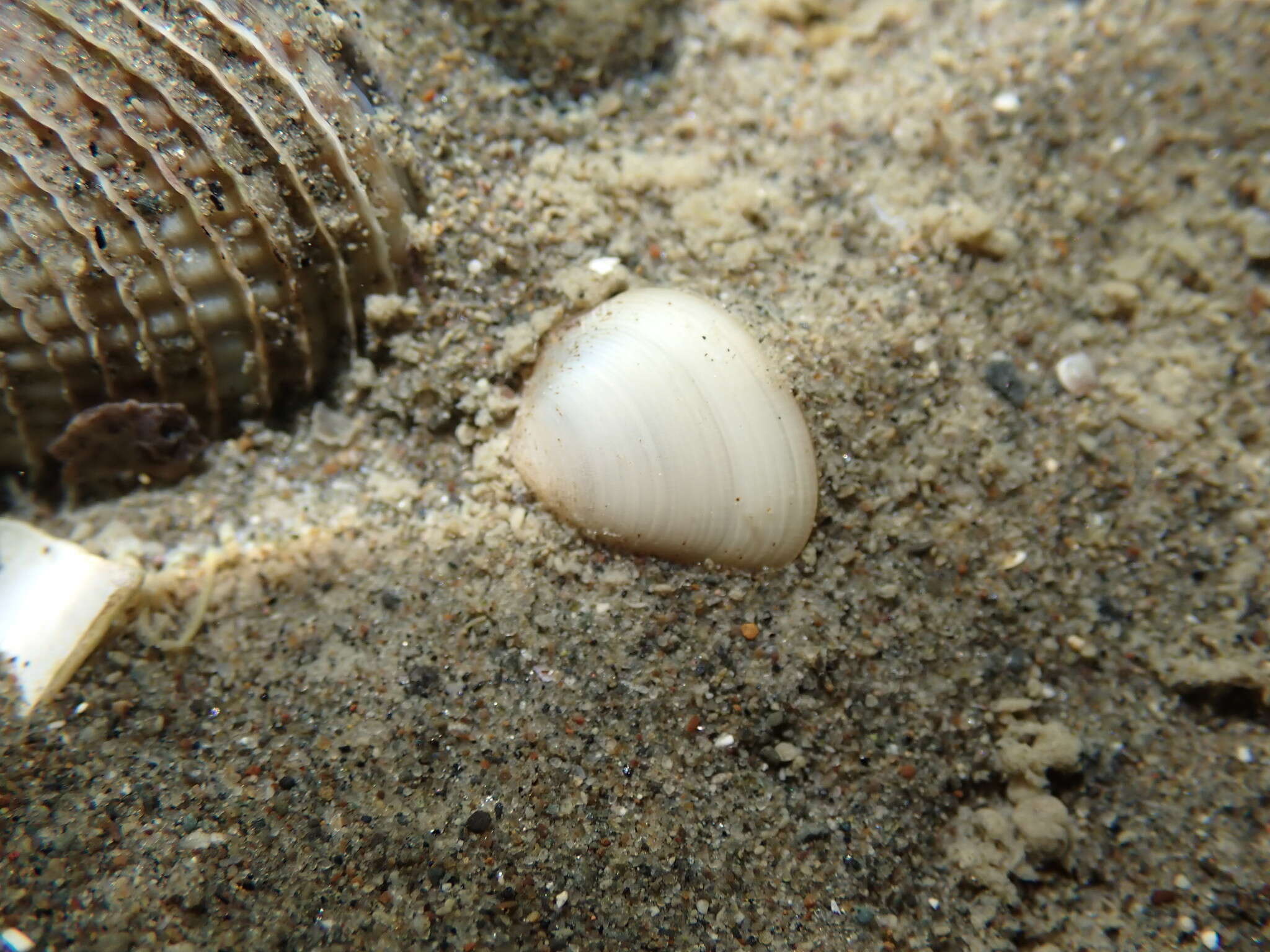 Linucula hartvigiana (Dohrn 1864)的圖片