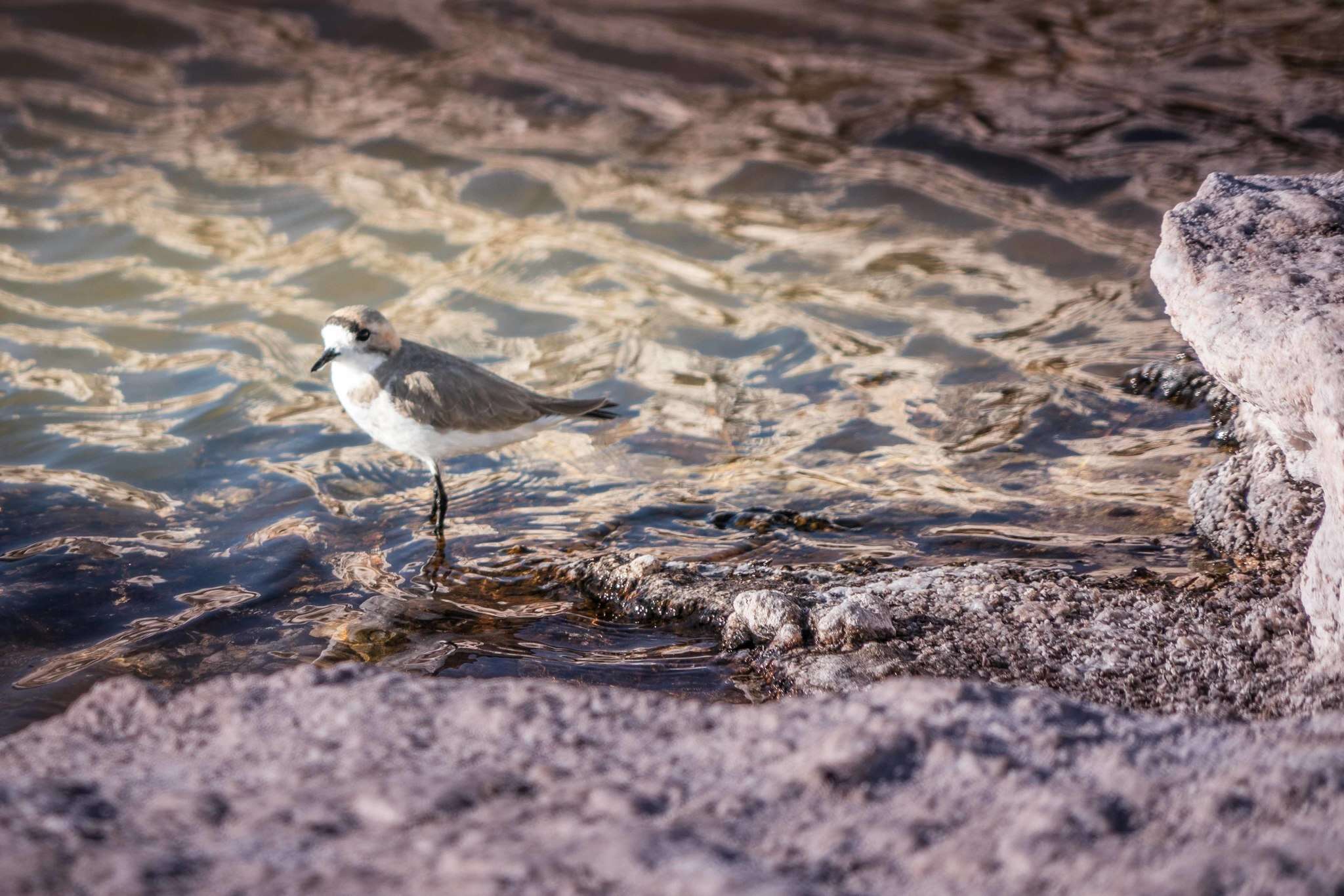 Image of Puna Plover