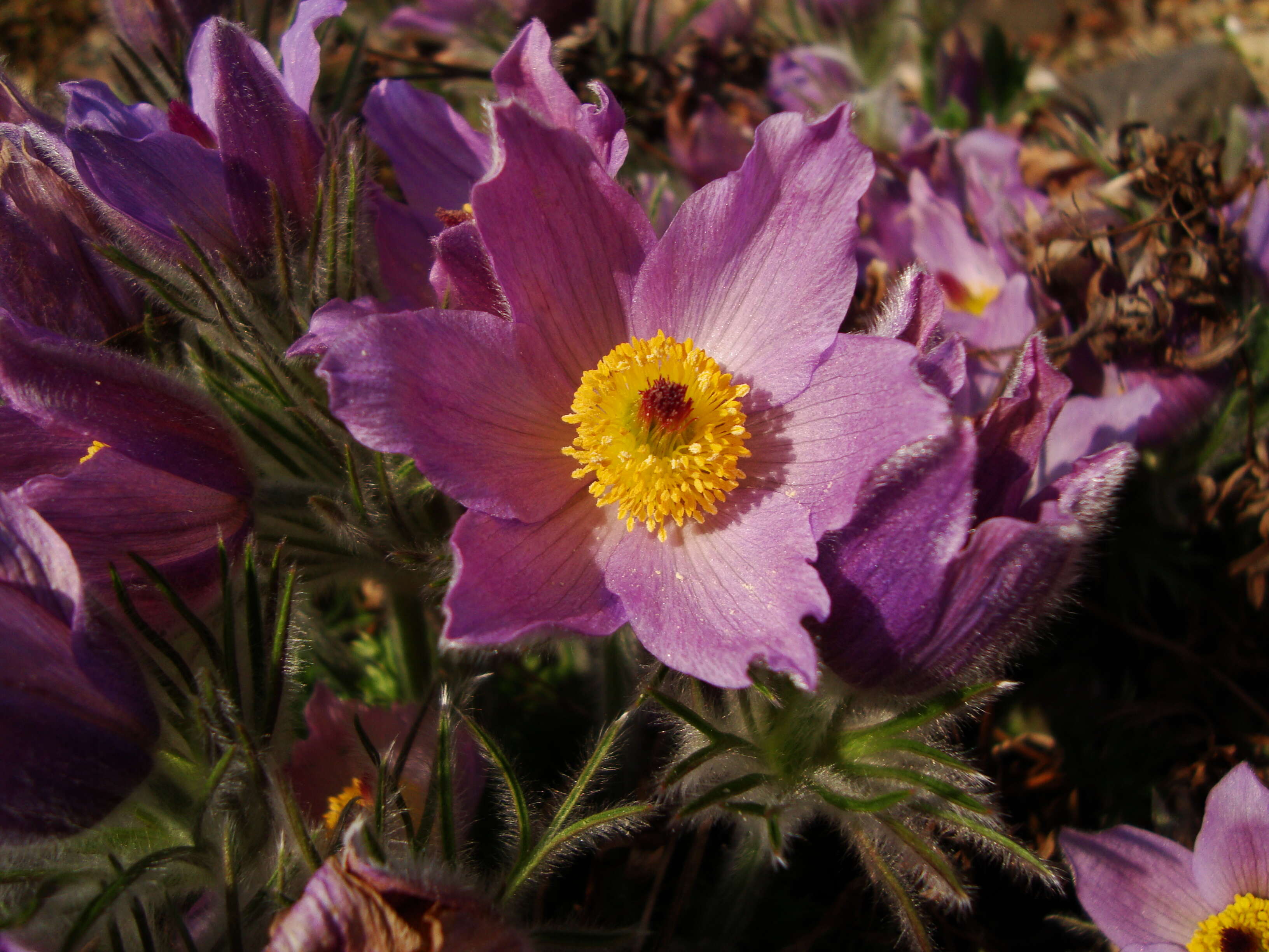 Image of pasqueflower