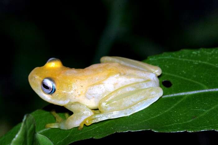 Image of Boophis ankaratra Andreone 1993