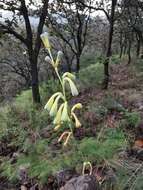 Imagem de Agave zapopanensis (E. Solano & Ríos-Gómez) Thiede