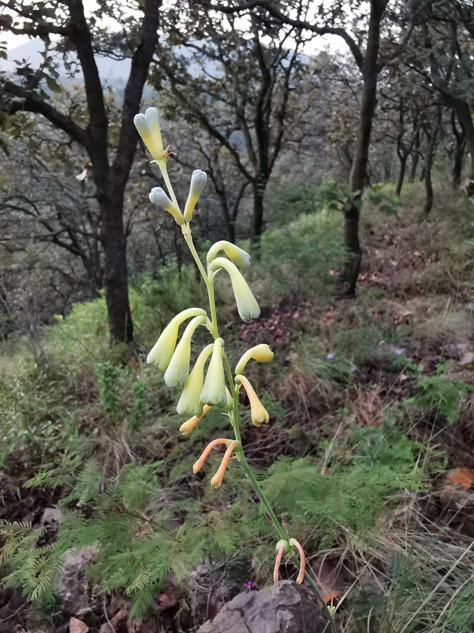 Agave zapopanensis (E. Solano & Ríos-Gómez) Thiede resmi