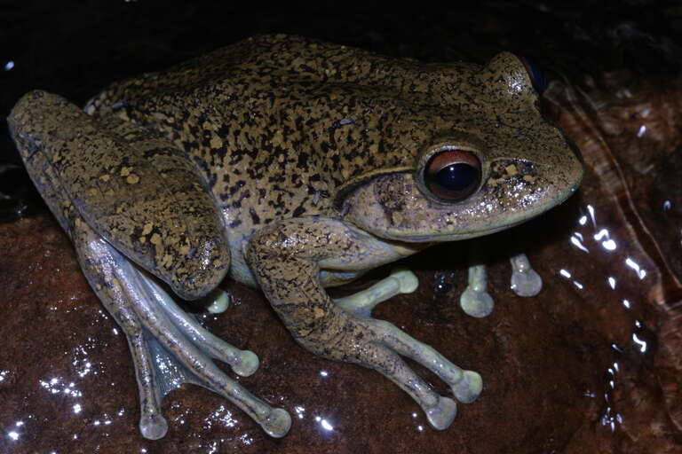 Image of Goudot's Bright-eyed Frog