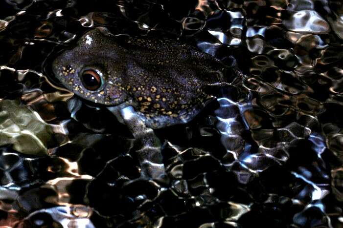 Image of Goudot's Bright-eyed Frog