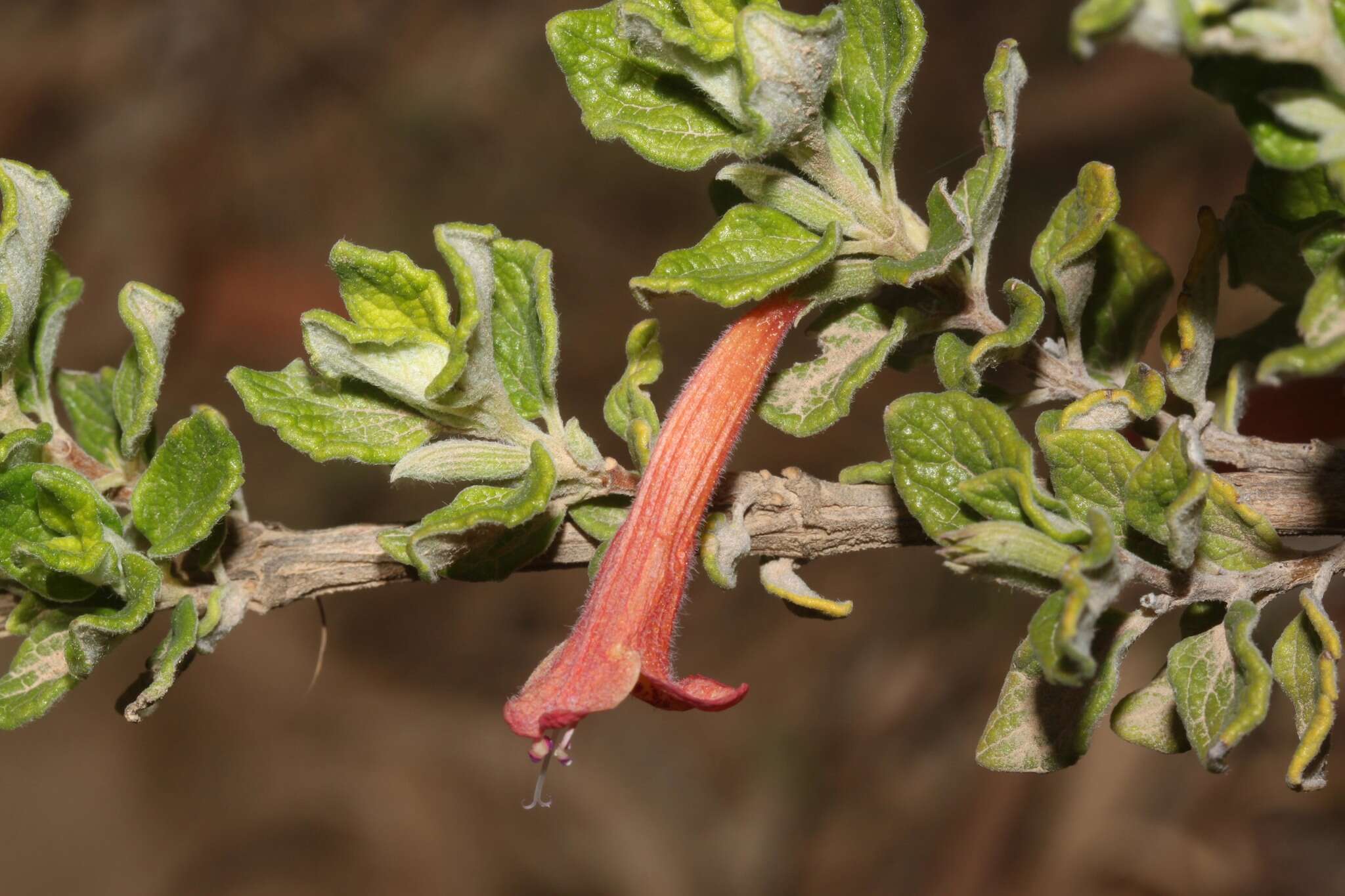 Image of Clinopodium tomentosum (Kunth) Govaerts