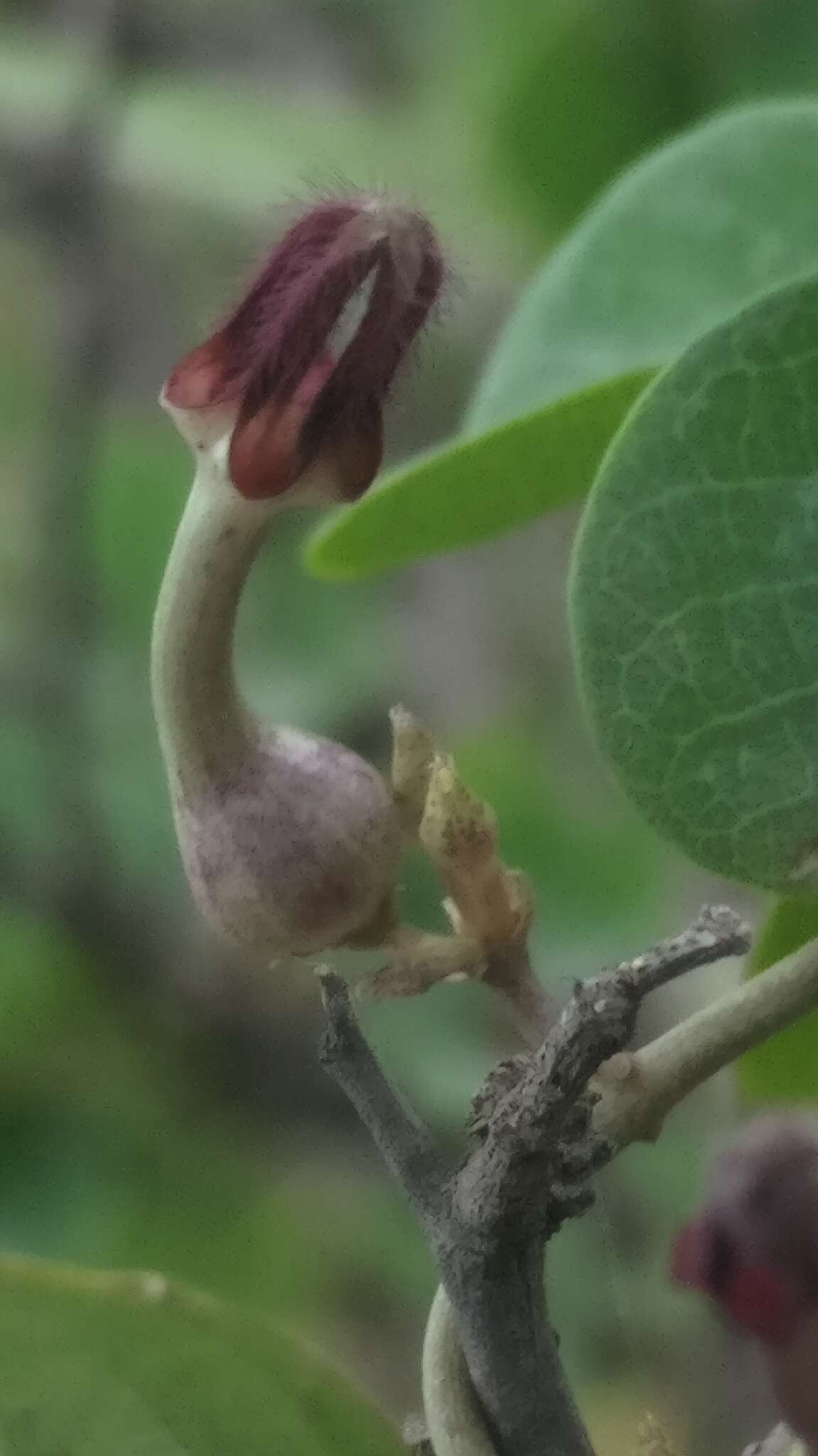 Imagem de Ceropegia bulbosa Roxb.