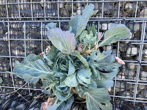 Image of white cabbage