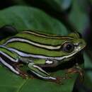 Image of Rutenberg's Reed Frog