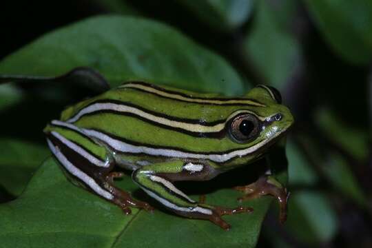 Image of Rutenberg's Reed Frog