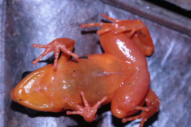 Image of Ginger Tree Frog