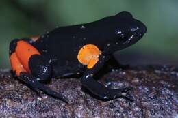 Image of Black Golden Frog