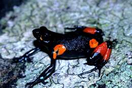 Image of Black Golden Frog