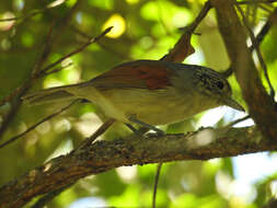 Image of Rufous-backed Antvireo