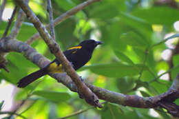 Image of Puerto Rican Oriole