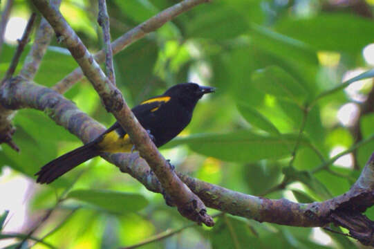 Image of Puerto Rican Oriole