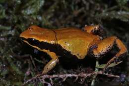 Image of Eastern Golden Frog